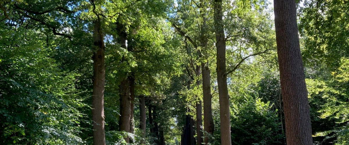 Rustig bospad omgeven door hoge bomen Een sereen bospad geflankeerd door hoge bomen met weelderig groen blad, die samen een bladerdak vormen. Zonlicht valt door het bladerdak en werpt gevlekte schaduwen op de grond.